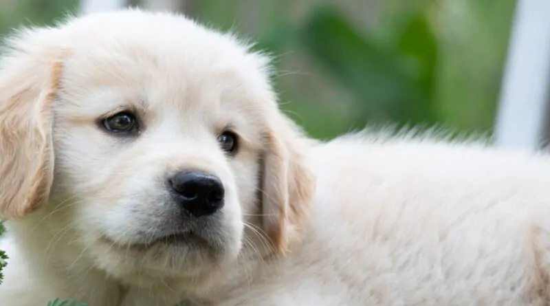 Golden Retriever O Cão Adorado por Todos