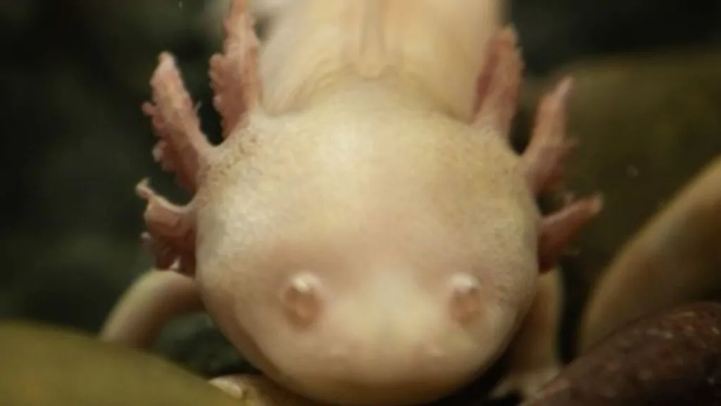 Monstro Aquático ou Peixe Axolote. Na imagem, o Peixe Axolote esta nadando num aquário, ele é da cor branco rosado.