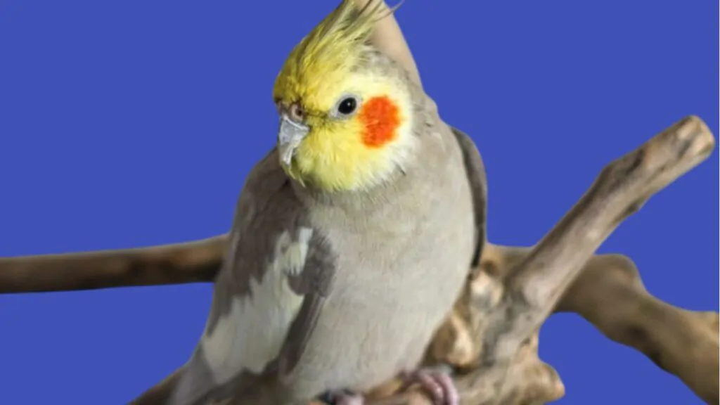 10 Curiosidades sobre o Papagaio de Crista, a Calopsita. Na imagem, uma Calopsita macho, apoiada num galho. As suas penas na cor cinza pelo corpo e amarela na cabeça, com mancha na cor cenoura, na lateral logo abaixo dos olhos. A crista com tufos na vertical, uma mescla de penas amarelas e cinza. Seus olhos são pretos.