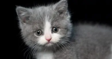7-dicas-antes-de-adotar-um-gato-guia-completo