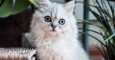 8-mitos-comuns-sobre-gatos