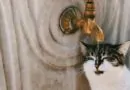 bebedouros-para-gatos-escolha-certa-para-saude-felina