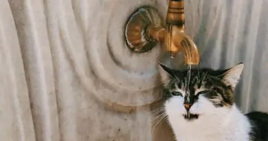 bebedouros-para-gatos-escolha-certa-para-saude-felina