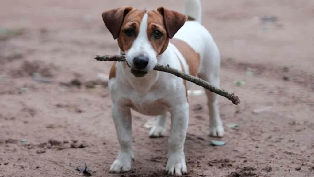 Cachorros Que Mordem Os Móveis: 5 Motivos e 10 Soluções. Na imagem um cachorro da raça Jack Russell Terrier, brincando com um galho de árvore na boca.