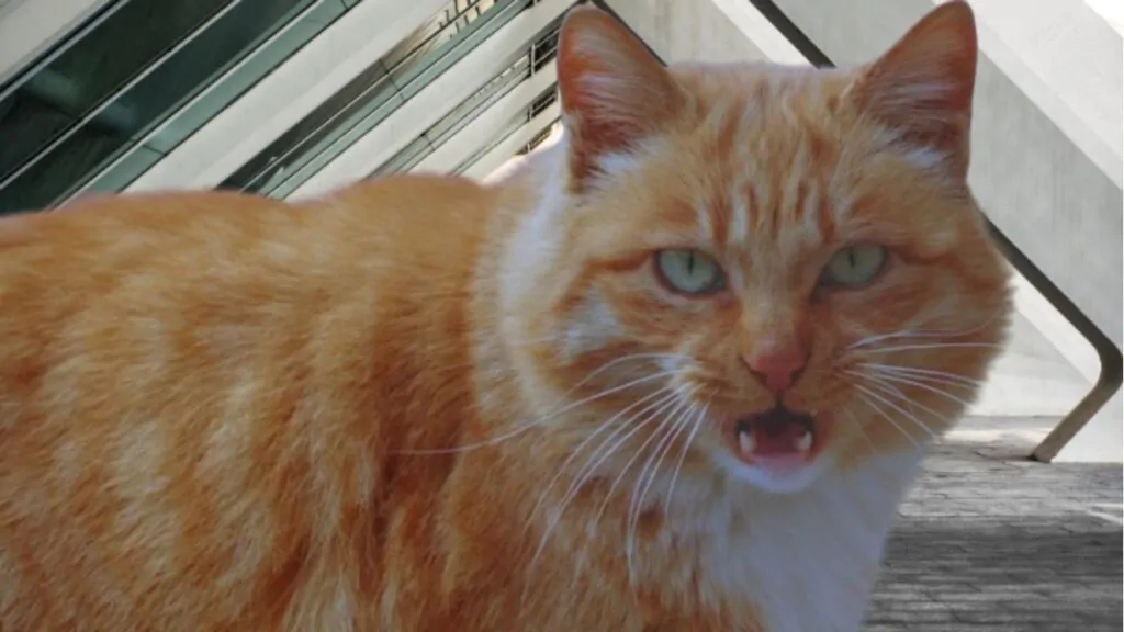 Gato Com Comportamento Estranho. Na imagem um gato amarelo com branco, de olhos-verdes, bravo.