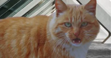 Gato Com Comportamento Estranho