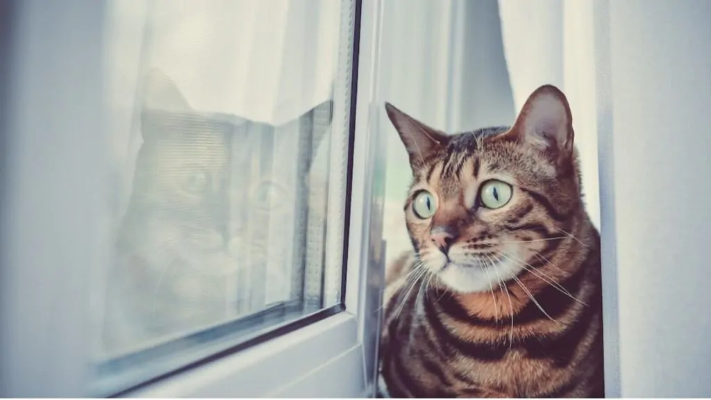 Gatos sentem Falta do seu Dono? Na imagem, um gato de pelagem malhada e olhos verdes, ansioso, olha pela janela esperando ver seu dono retornar a casa.