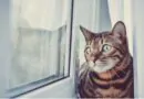 gatos-sentem-falta-do-seu-dono