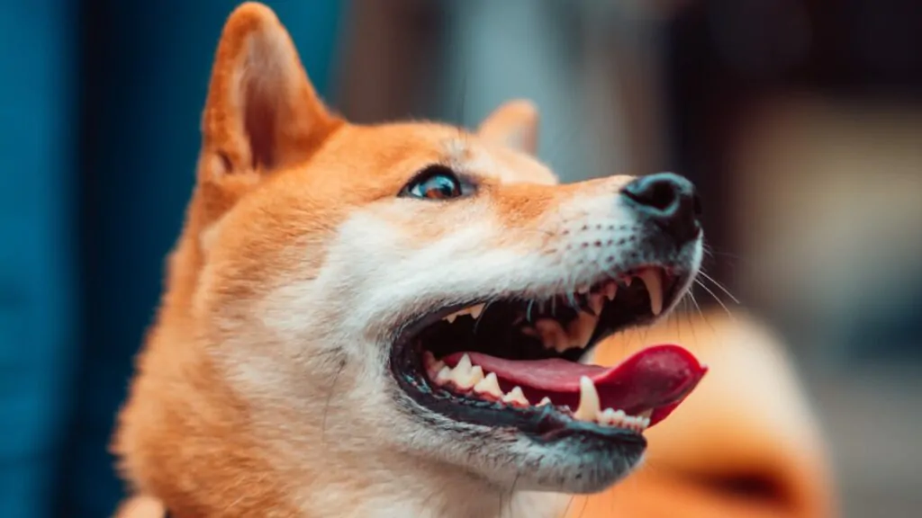 Tártaro em Cães: 6 Principais Causas e Soluções. Na imagem um cachorro com a boca-aberta, mostrando todos os dentes. O cachorro da raça Akita, como aquele do filme "Sempre ao seu Lado' com Richard Gere .