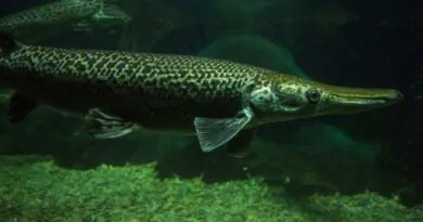 peixe-cara-de-jacare-conheca-suas-caracteristicas